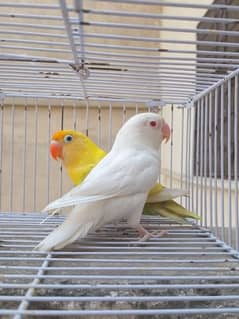 Love Birds for sale