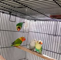 lovebirds