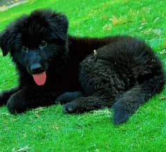 70days old pure black