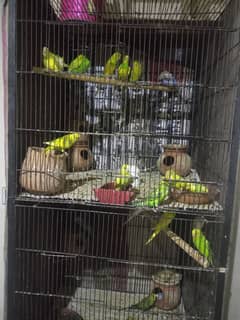 Australia birds pair