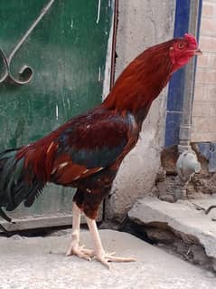 LONG HIGHT ASEEL MALE MINAWALI