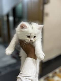 kitten