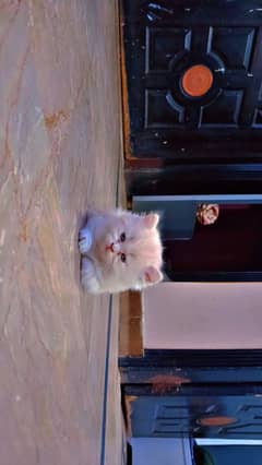 Persian kitten available