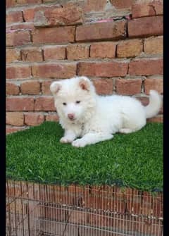 Russian puppy dog 2 month age My WhatsApp number 0326/74/83/089