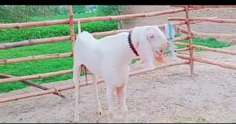 assalamu alaikum bakra for sale khoobsurat  03226338932