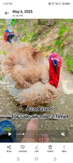 turkey