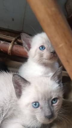 siamese
