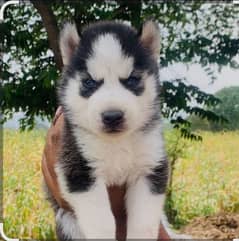 Husky puppy