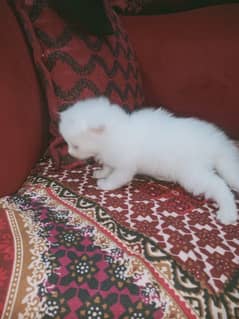 Persian
