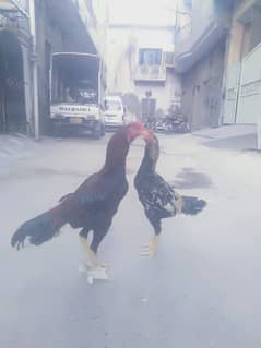 ASEEL