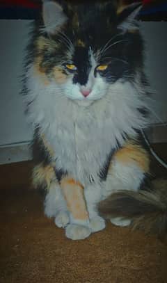 Maine Coon-Persian Female Cat with Grooming Kit, Litter Box & Food