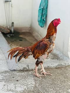 Peela jaageri murga