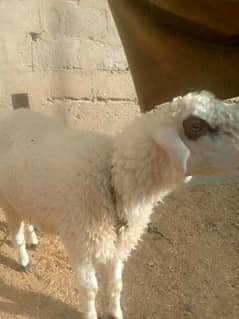 khara dunmbe