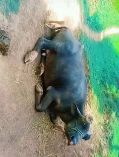 for sale