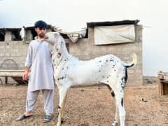 Punjab