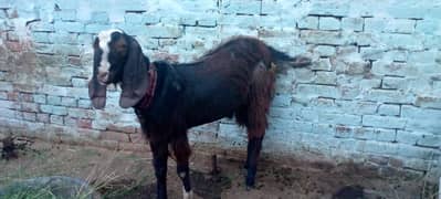 Bakra for Qurbani