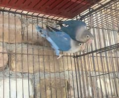 Beautiful healthy & active mix lovebirds.