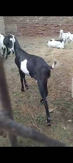 Bakra