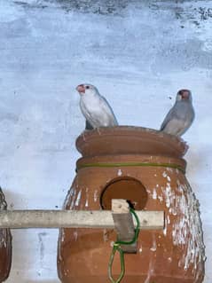 silver and white java
