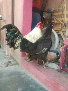 1 Pair Desi . #karachi#. . . . . . .