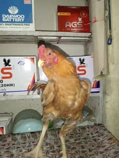 beautiful animal