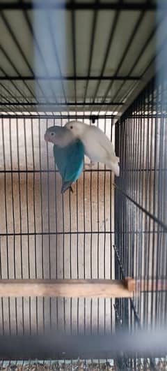 parrots for sale albino,lotino and more