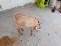 Bakra for sale