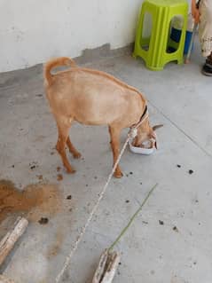 Bakra