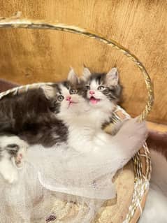 Fluffy