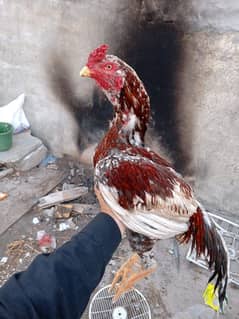 Breeder cheena mianwali Aseel for sale