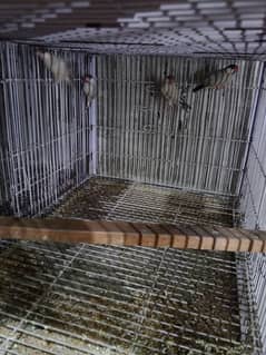 fawn java breeder