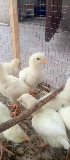 Heera Aseel chicks / Pathay
