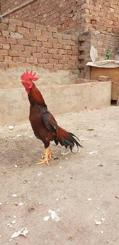 aseel