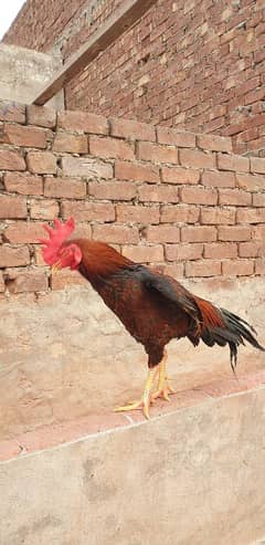 aseel