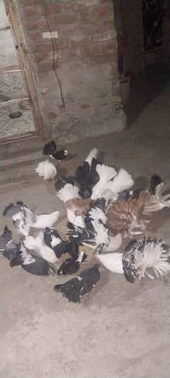 lakkhay pigeon