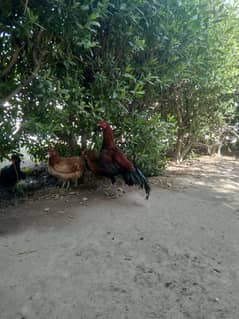 aseel