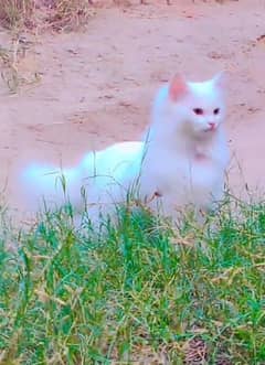 Persian kitten blue eyes and dark eyes