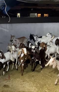 Bakra