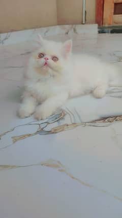 Peke Face Female| Pure Peki Triple Coated CFA Blood Line