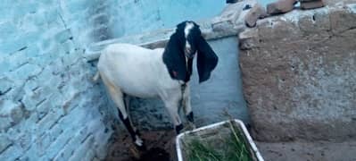 Bakra for Qurbani Eid