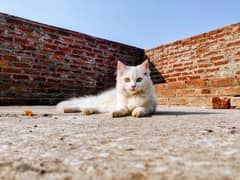 Persian kittens |  double coated kittens | double eye's | doll face