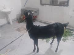 bakri