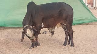 Fresh 2 Daant Bachre aur Bachia