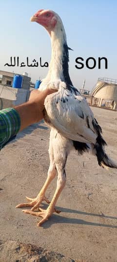 Long heighted Aseel Murga Patha Shamo cross 03286919456