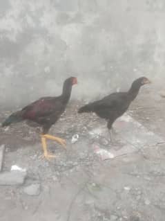 03444672718