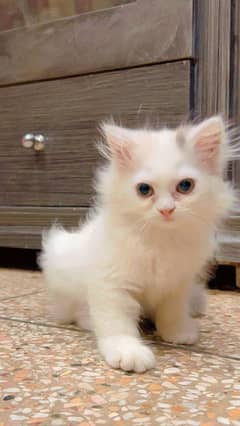 Persian