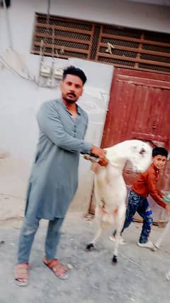 Bakra For Sale