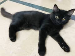 Persian kitten