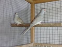 Red Dove Breeder Pair