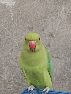 female parrot one year perfectly healthy